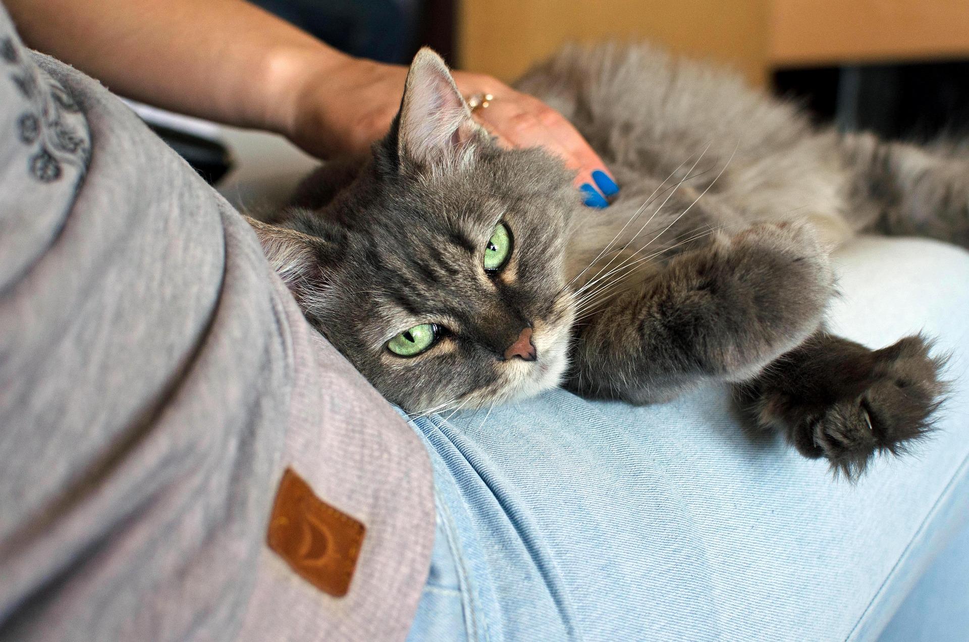 cat-1148305_1920