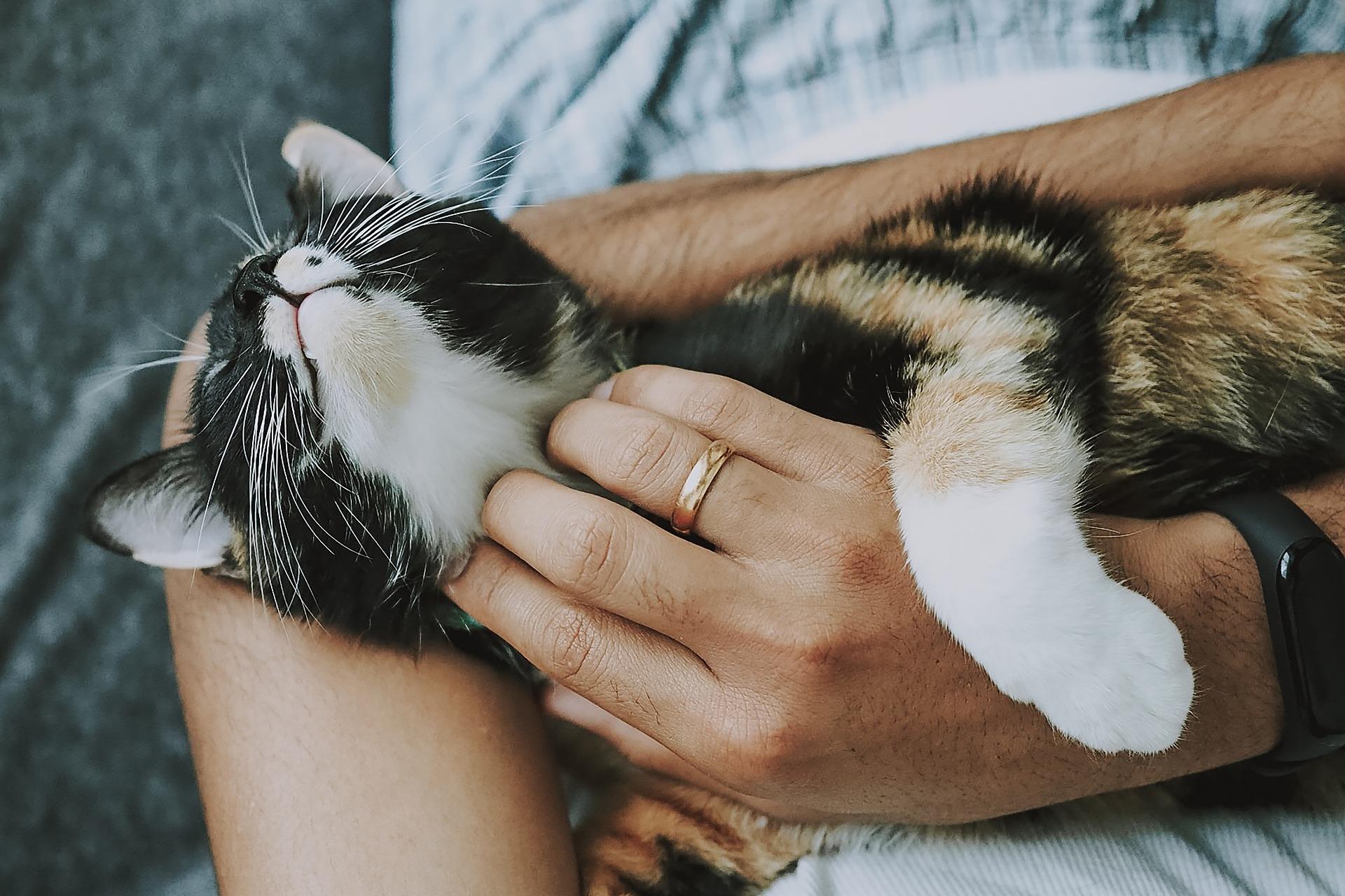 cat-4778387_1920