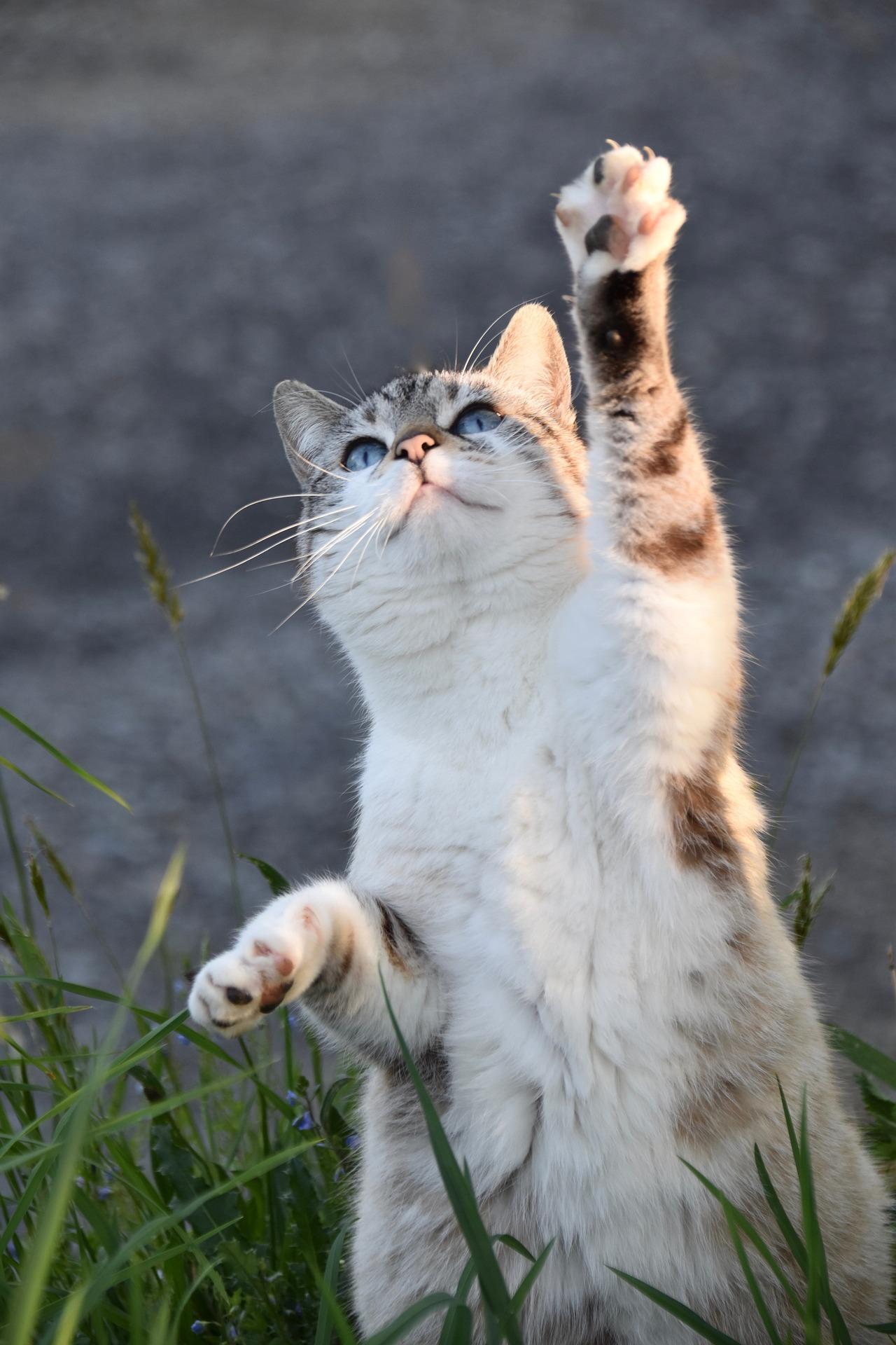 cat-5098930_1920