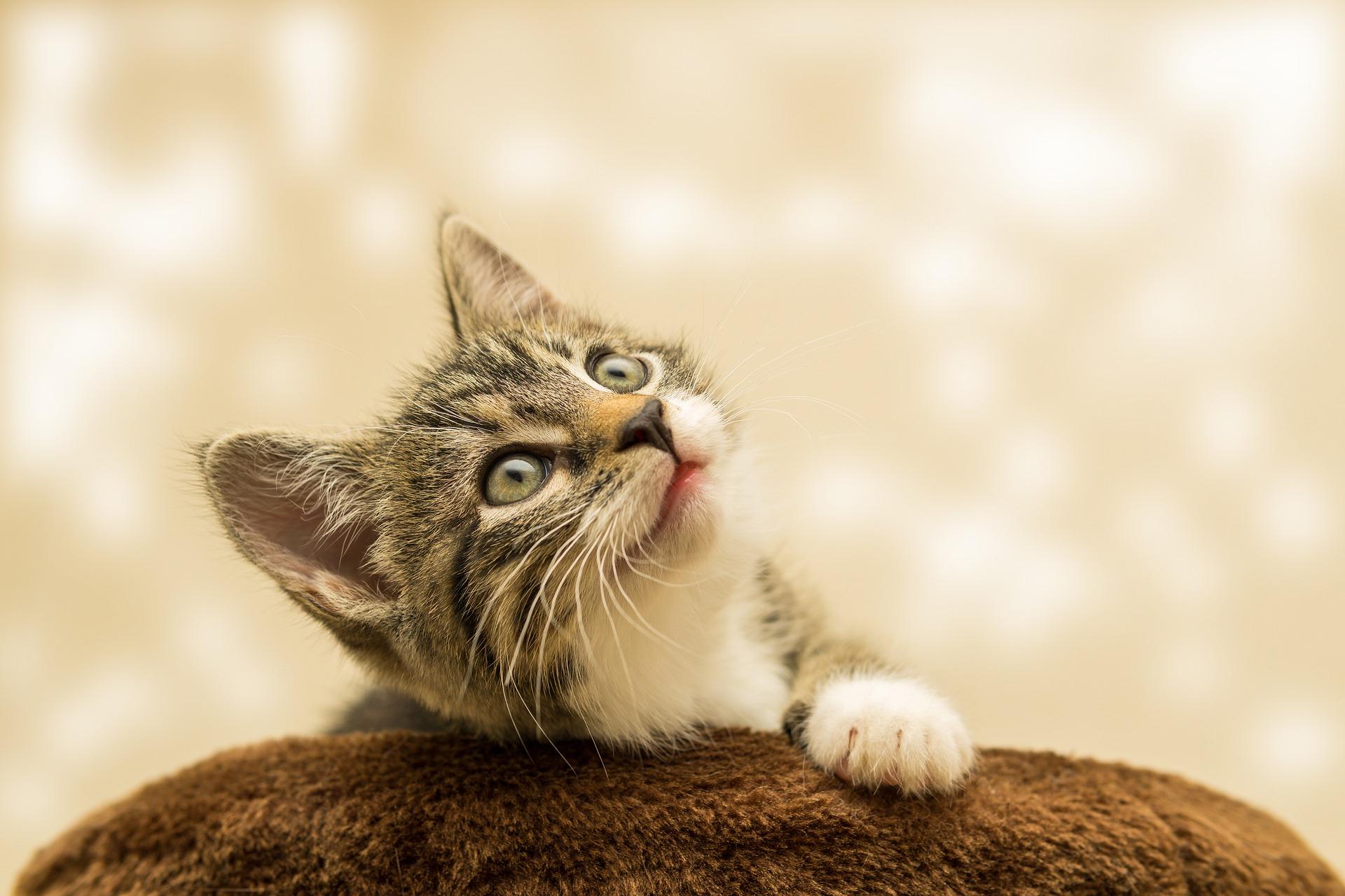 kitten-4611189_1920