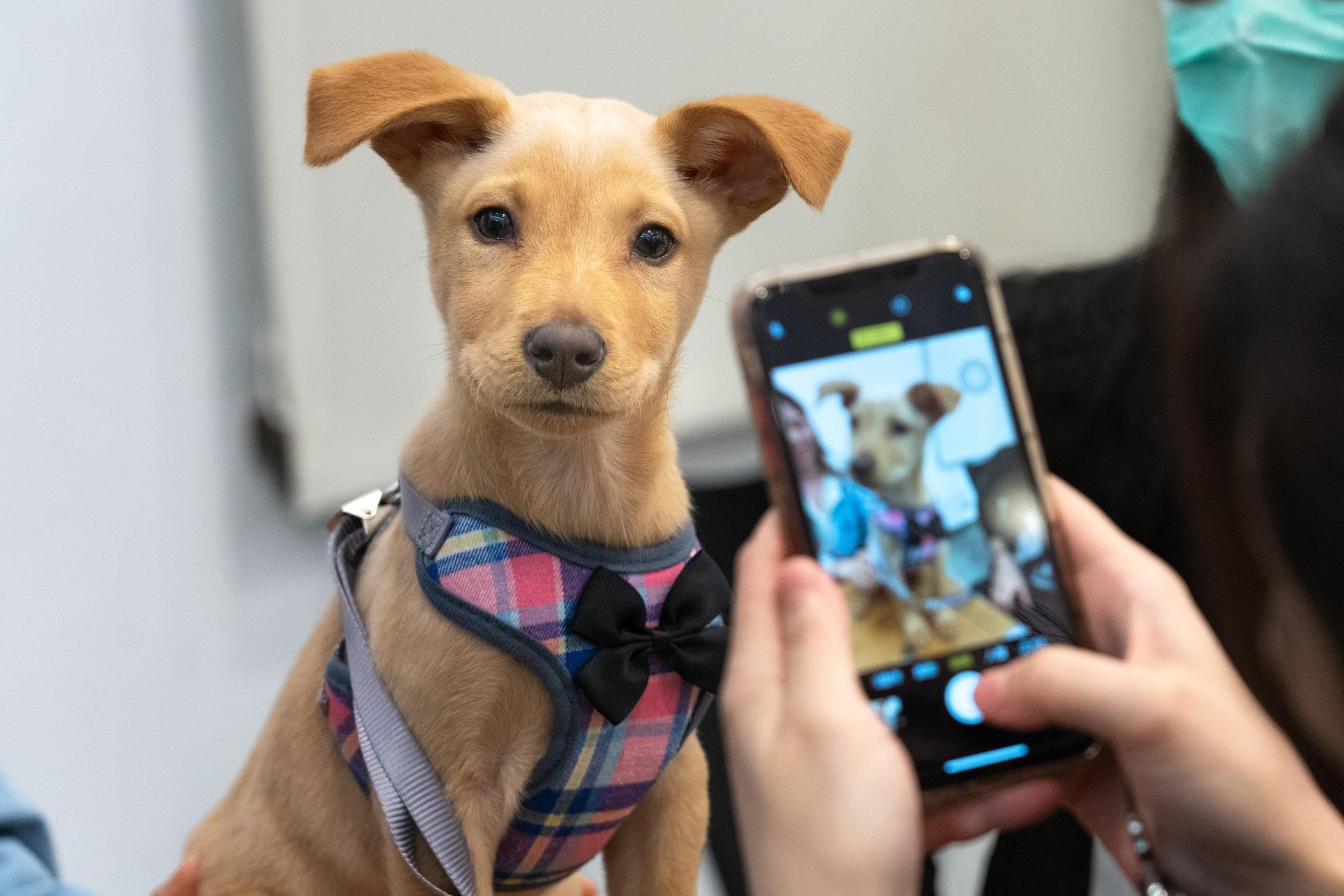 taiwan-dogs-4890025_1920
