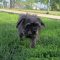 Little Luna