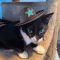 Tex