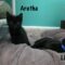 Aretha