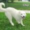 Chip