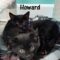 Howard