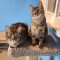 Maggie (Bonded with Stevie)