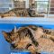 Maggie (Bonded with Stevie)