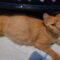 Marmalade