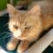 Marmalade