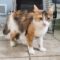 Muffin and I’m FIV POSITIVE