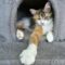 Muffin and I’m FIV POSITIVE