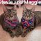 Stevie (Bonded with Maggie)