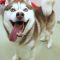 Lobo