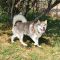 Lobo