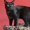 Salem (Bonded with Sprite)