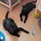 Sprite (Bonded with Salem)