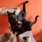 Sprite (Bonded with Salem)