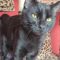 Sprite (Bonded with Salem)
