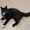 Sylvester