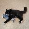 Sylvester