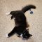 Sylvester
