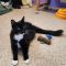 Sylvester