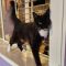 Sylvester