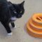 Sylvester