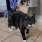 Major (Bonded with Susie)