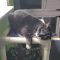 Major (Bonded with Susie)