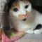 Susie (Bonded with Major)