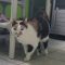 Susie (Bonded with Major)