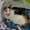 Susie (Bonded with Major)