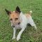 Copper (Bonded with Peanut)