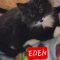 Eden