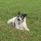 Peanut (Bonded with Copper)