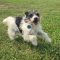 Peanut (Bonded with Copper)